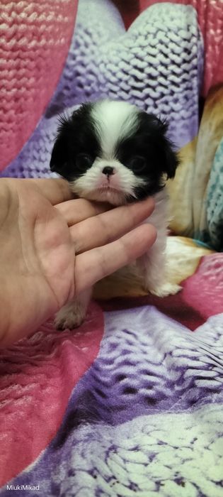 Девочка японского хина.