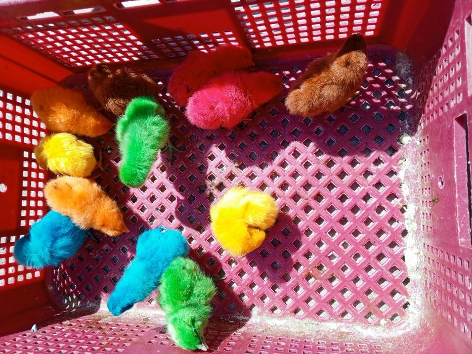 10min somdan sindi boyalgan jojala