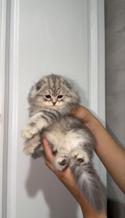 Шотландский хайленд фолд