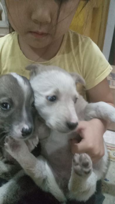 Маленькие щенки.