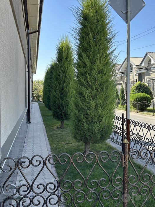 Archa 5 metr sotiladi