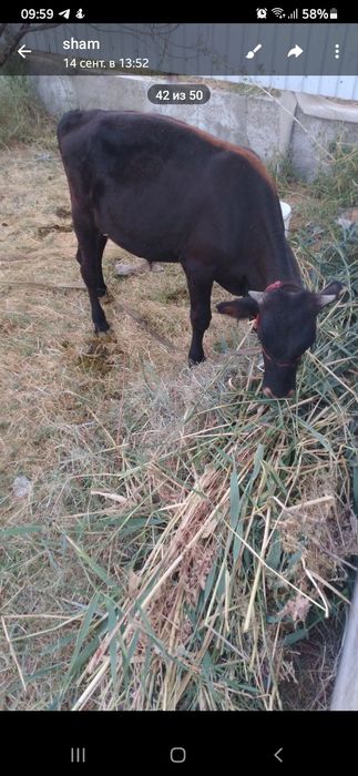 Ассалому алейкум 1 дона Бука сотилади манзил Бухоро