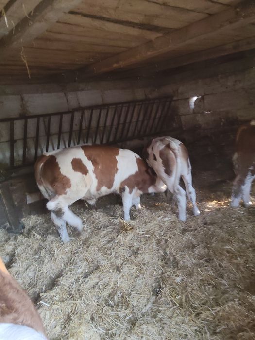 De vânzare viței și un mânz