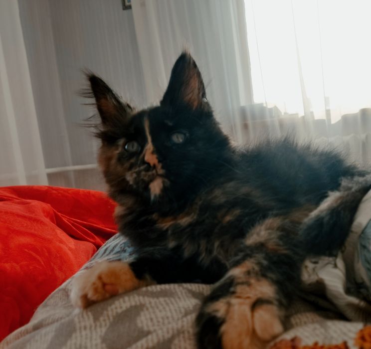 Продается котенок породы Мейн-кун