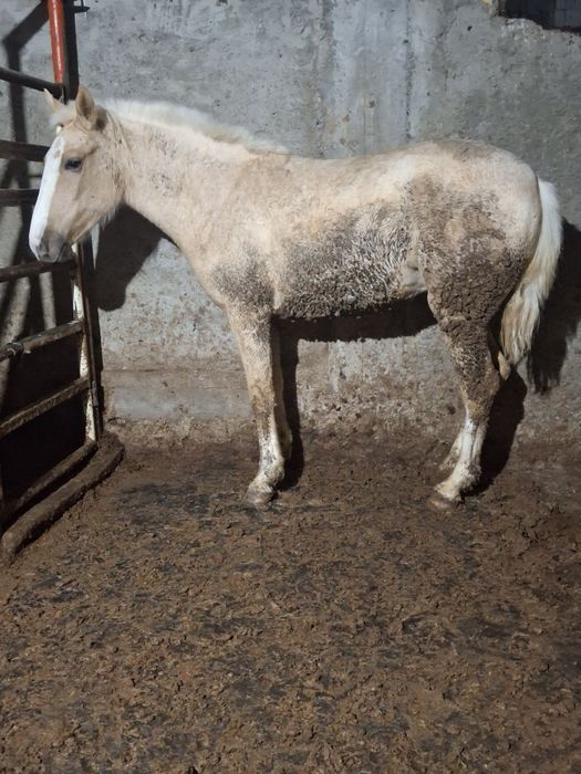 Жылқы адемі семіз