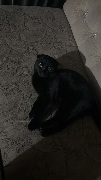 Кошка продам шот