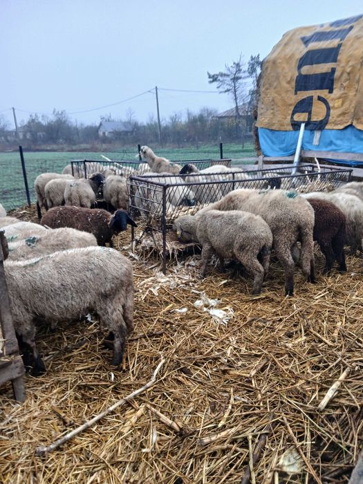 Oi gestante de vanzare