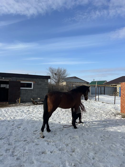 Амеркански рысак