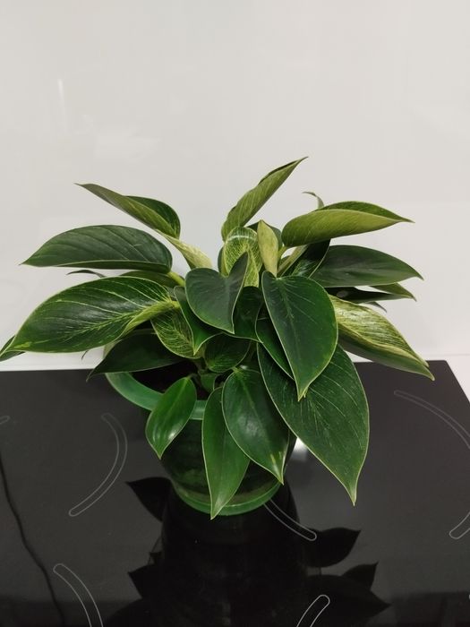 Продам филодендрон Биркин