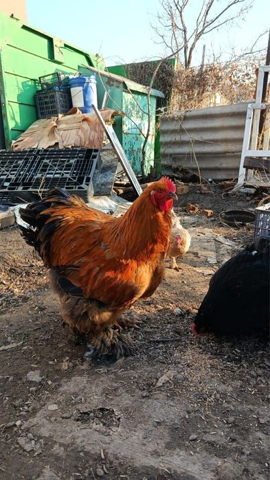 Петухи Кохинхин ланшаль