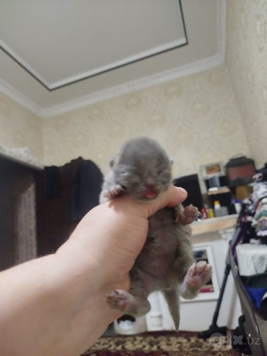 мушукчала сотилади хаммаси кулокчаси кат