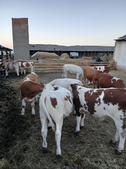 Vind 7 juninci baltate