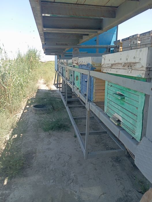 Павелён асалори .