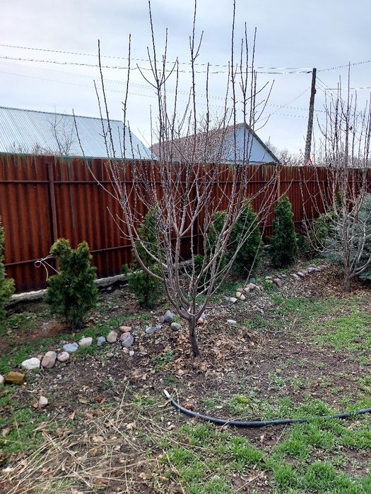 Продам саженцы   .