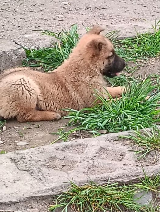 Щенки малинуа девочки