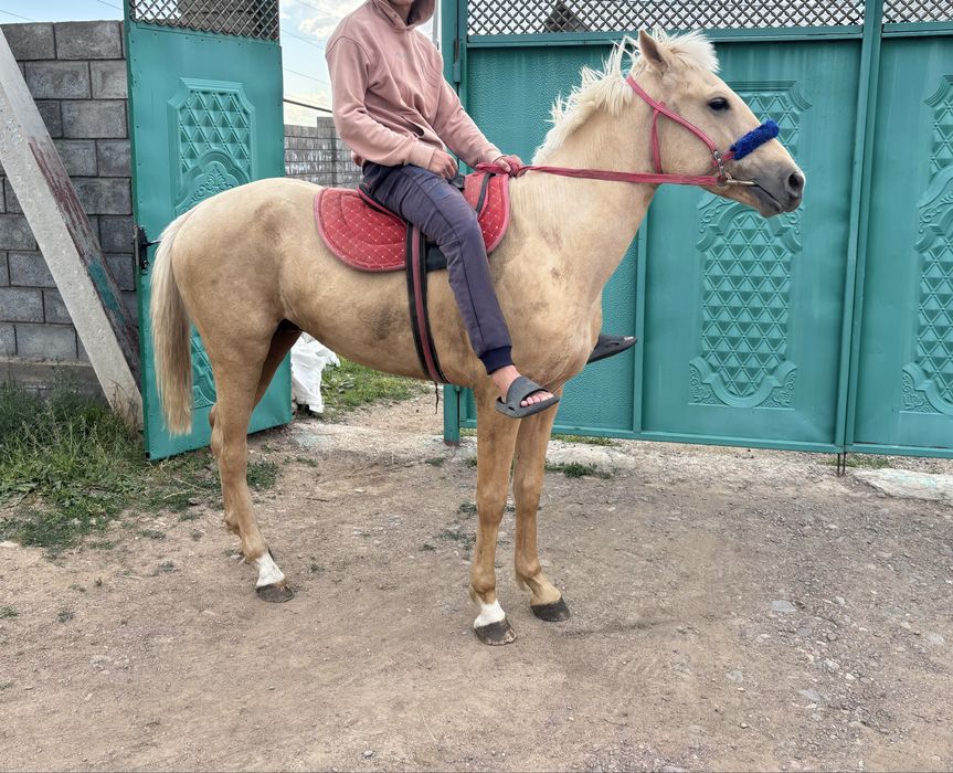 Құнан сатылады 2 жас