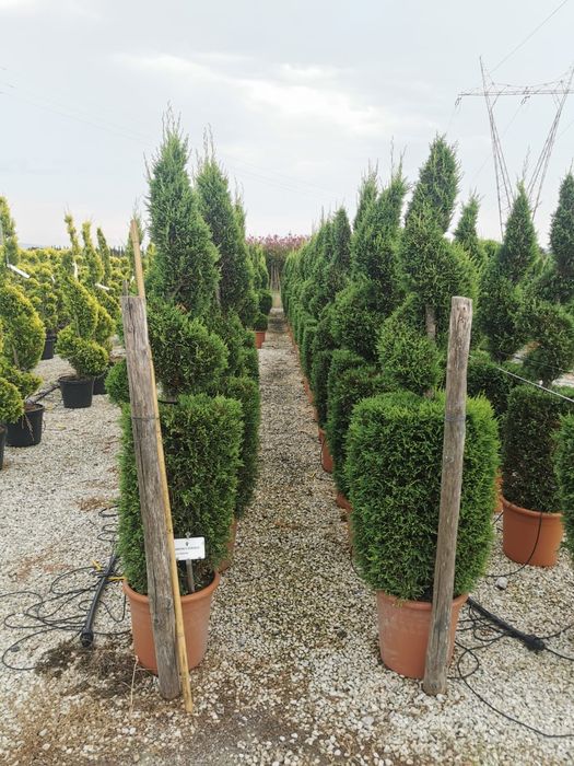 Spirală gold Pon pon blue  Pon pon verde calitate extra