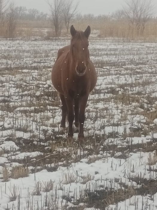 Продам или обменяю