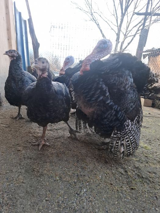 Curcani pentru sacrificat