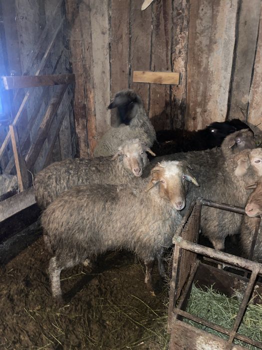 Бараны токтушки откорм