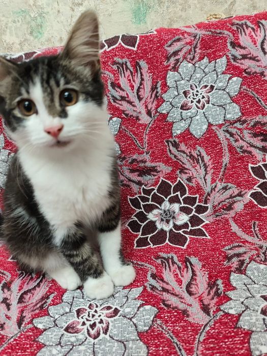 Котенок в добрые руки