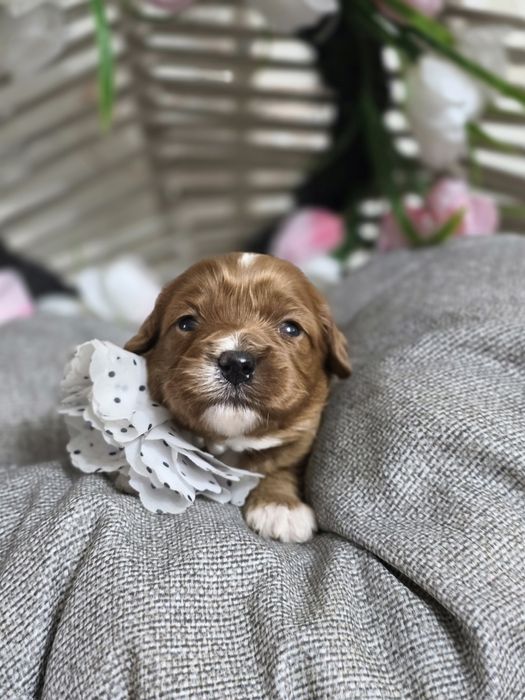 Кавапу F1/ Cavapoo F1 момичета, ветеринарен контрол и грижа от първия ден