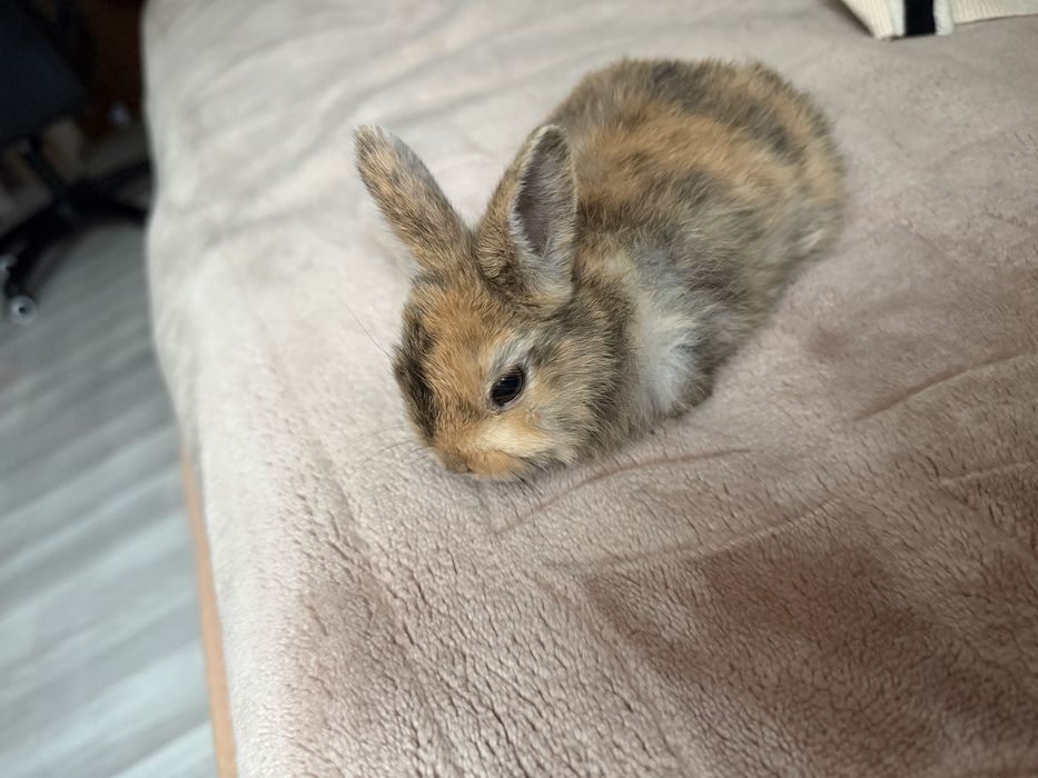 Декоротивные крольчата