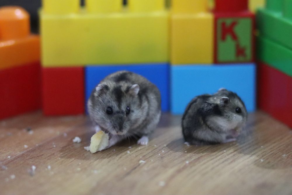 Hamster pui si adulti