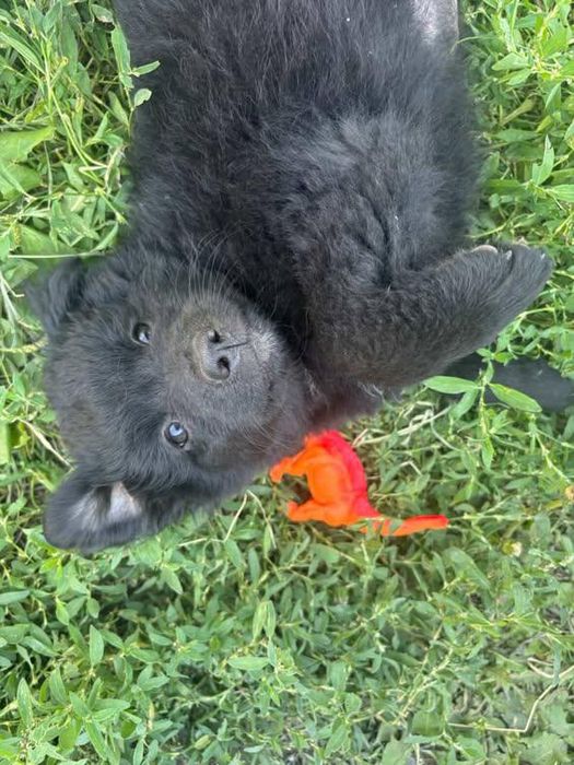 Срочно отдаю в добрые руки