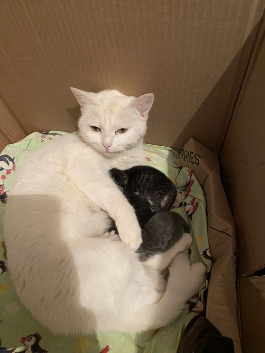 5 мысык тегін