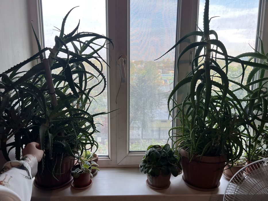 Продам лечебное алоэ