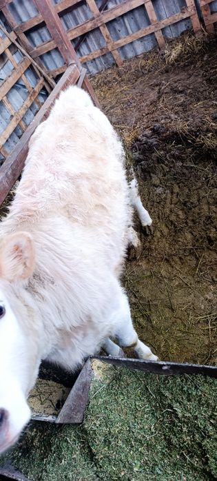 Продам молодую телку