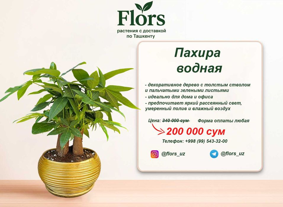 Цветы для дома и офиса - растение - Пахира водная