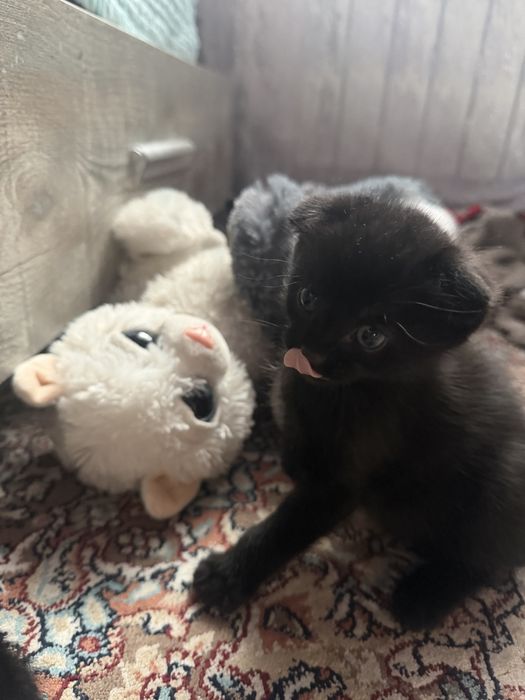 Котята вислоухие митисы