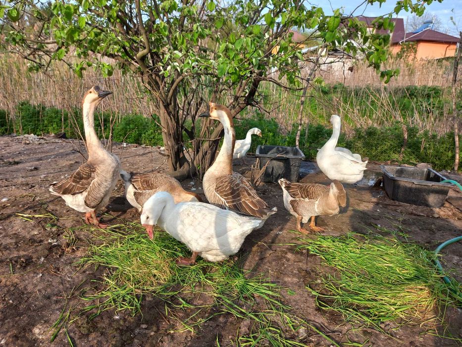 Vand oua gasca pentru incubat sau consum