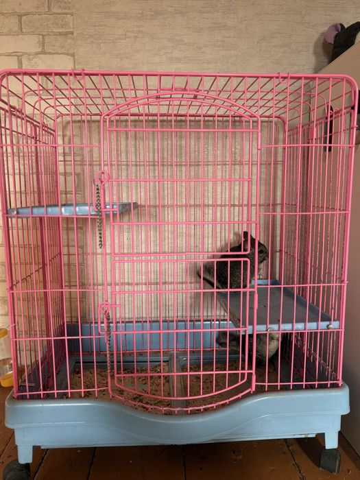 Продам шиншилл .