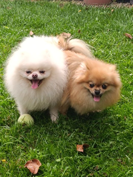 Померан, мини померан