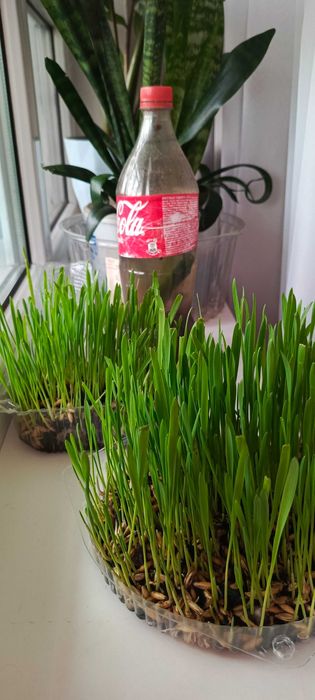 Овёс пророщенный для котиков