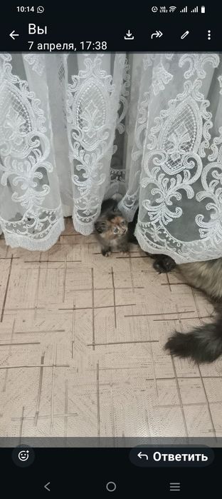 Котята в добрые руки
