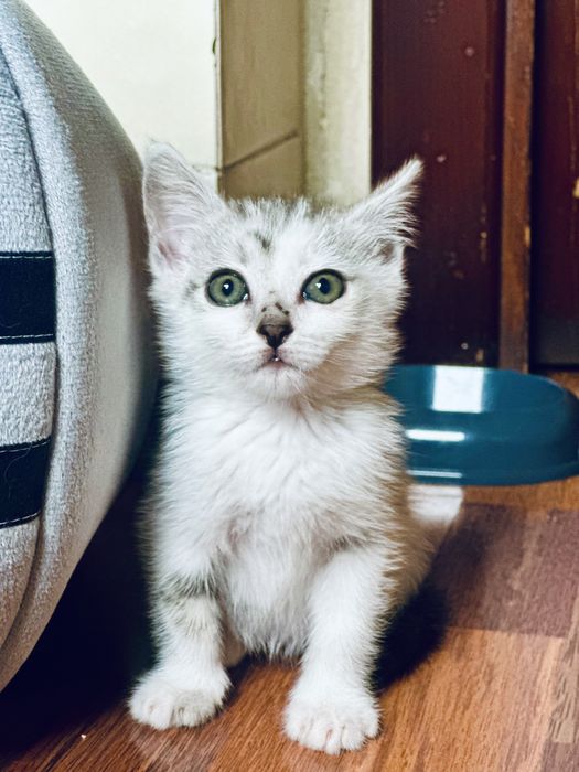 Отдадим самого сладкого котенка игривого катенка.