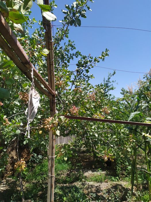 Handon Pista koʻchatlari!