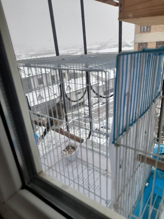 Norchi sotiladi yili