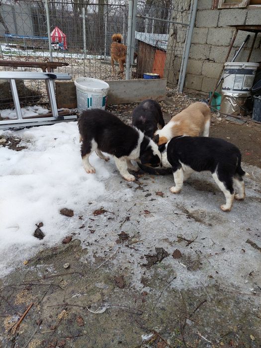 Donez catei/ caini/ catelusi