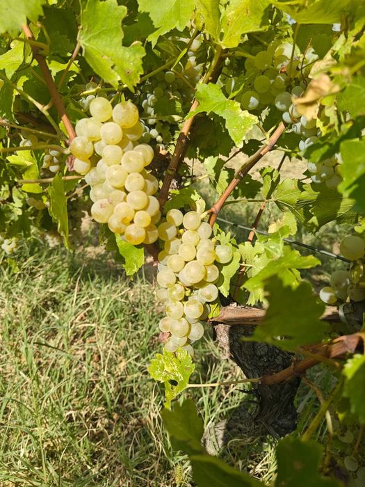Struguri vin Otonel Cabernet Sauvignon Blanc Feteasca Regala Neagra Sarba Odobesti Merlot