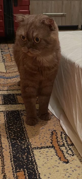 Пропал кот помогите