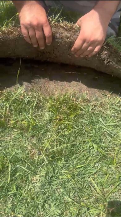 Рулонный дёрн луговой