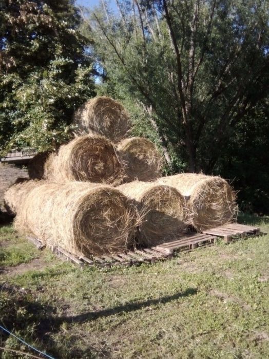 Vând baloți de fân