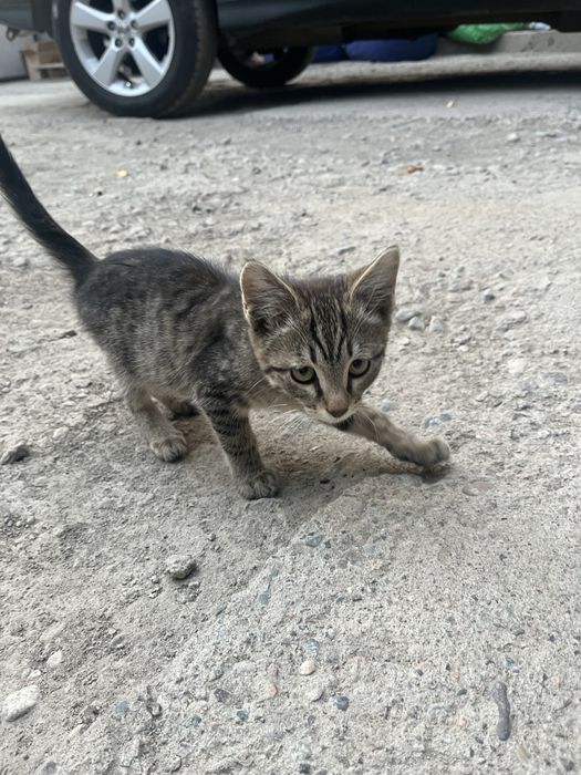 Котенок бесплатно