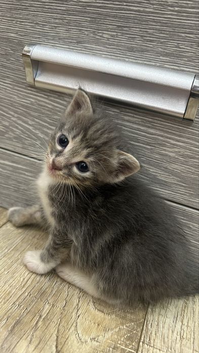 Котята ищут любящий дом