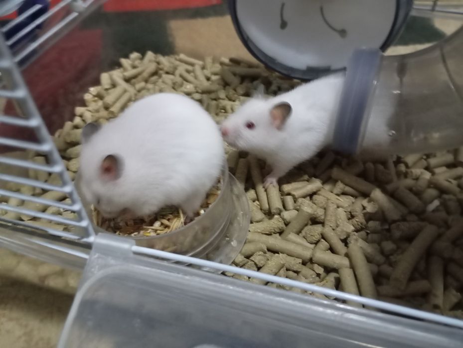 клеткой продаётся